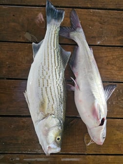 Fishing in Kingston, Oklahoma