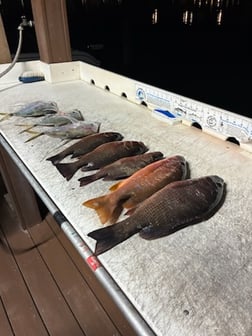 Fishing in Jupiter, Florida