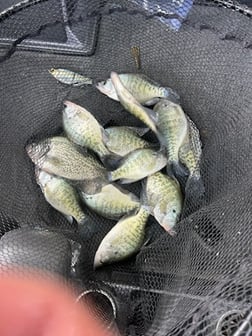 Fishing in Branson, Missouri