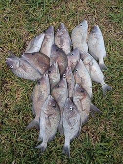 Fishing in Port Charlotte, Florida