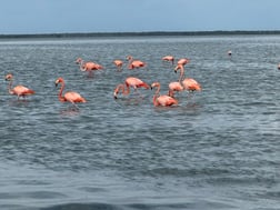 Fishing in Islamorada, Florida