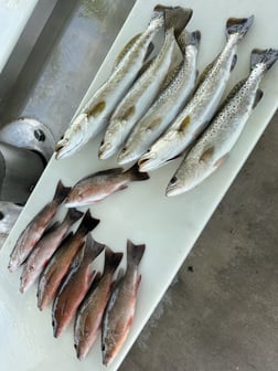 Fishing in Saint James City, Florida
