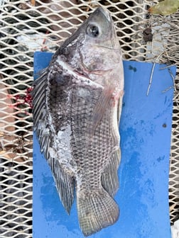 Fishing in Weston, Florida