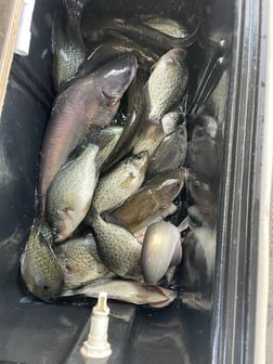 Fishing in Willis, Texas