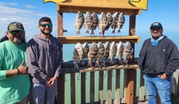 Sheepshead Fishing in Port Isabel, Texas