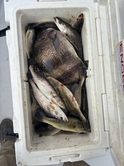 Fishing in New Orleans, Louisiana