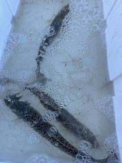 Fishing in Aransas Pass, Texas