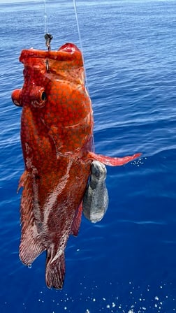 Fishing in Morehead City, North Carolina