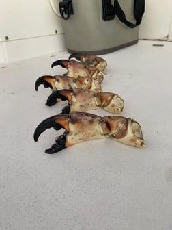 Fishing in Matlacha, Florida