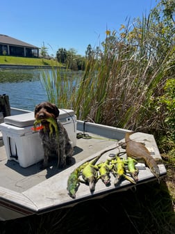 Fishing in Matlacha, Florida