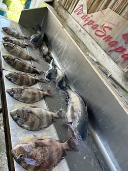 Fishing in D'Iberville, Mississippi