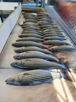 Fishing in Durant, Oklahoma