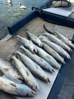 Fishing in Tarpon Springs, Florida