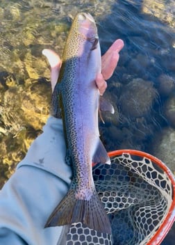 Fishing in Hume, California