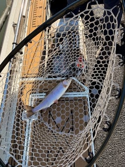 Fishing in Heber Springs, Arkansas