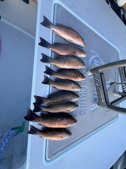 Fishing in Cudjoe Key, Florida