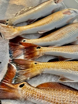 Fishing in South Padre Island, Texas