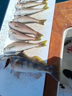 Fishing in Dana Point, California