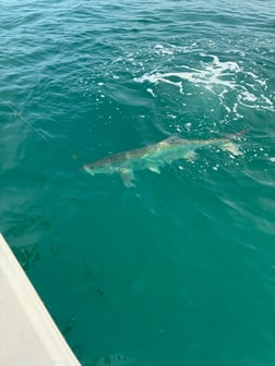 Fishing in Port Charlotte, Florida