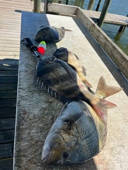 Fishing in Theodore, Alabama