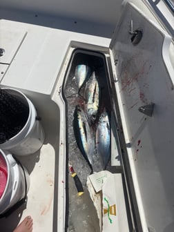 Fishing in Key Largo, Florida