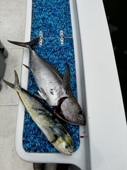 Fishing in Arcadia, Florida