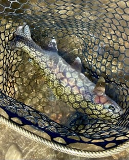 Fishing in Hume, California