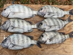 Fishing in Sarasota, Florida