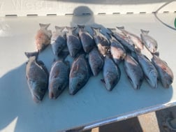 Fishing in Key West, Florida