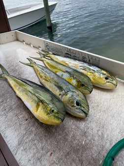 Fishing in Jupiter, Florida