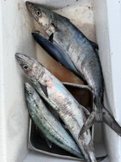 Fishing in Fajardo, Puerto Rico