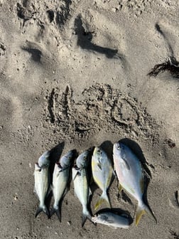 Bluefish, Florida Pompano Fishing in Melbourne Beach, Florida