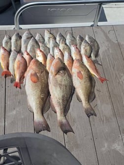 Fishing in Sarasota, Florida