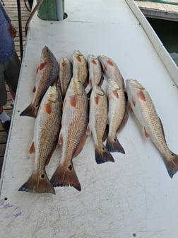 Fishing in Gulf Shores, Alabama