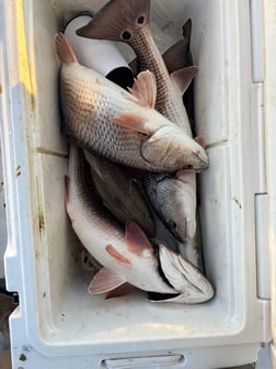 Fishing in New Orleans, Louisiana