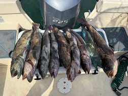Fishing in San Diego, California