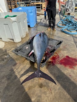 Fishing in Wanchese, North Carolina