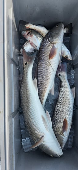 Fishing in Port O'Connor, Texas
