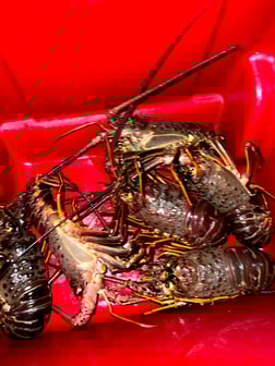 Fishing in Long Beach, California