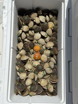 Fishing in St. Petersburg, Florida