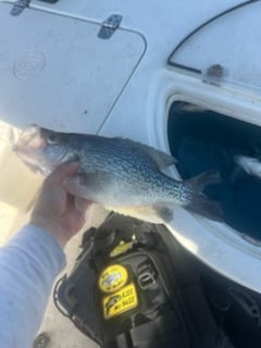 Fishing in Denver, North Carolina
