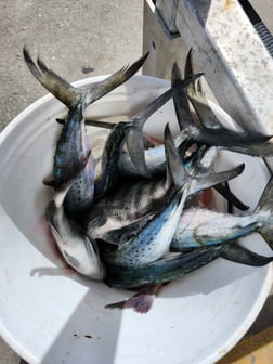 Fishing in Fort Myers Beach, Florida
