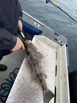 Fishing in Ventura, California