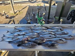 Fishing in Jacksonville, Florida