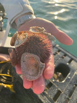 Fishing in Matlacha, Florida