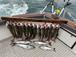 Fishing in Kenosha, Wisconsin