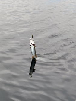 Fishing in Heber Springs, Arkansas
