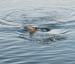 Fishing in Charleston, South Carolina