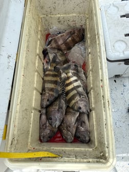 Fishing in South Padre Island, Texas