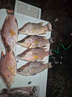 Fishing in St. Petersburg, Florida